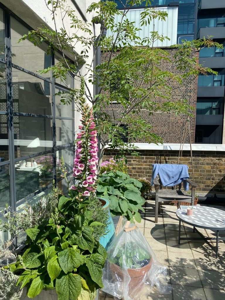 Sunny terrace during lockdown